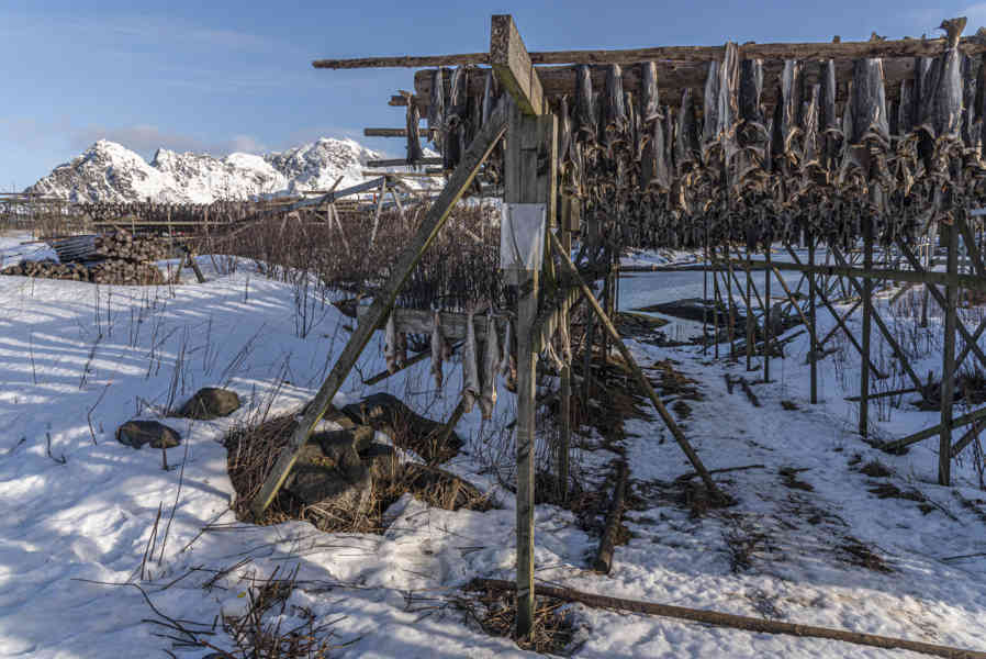 Noruega - islas Lofoten 075 - Henningsvaer - secadero de pescado.jpg